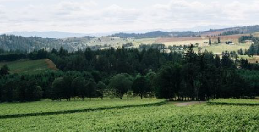 landscape photo for earthone sustainability