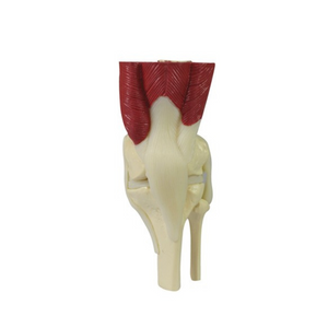 GPI Anatomicals Mini-Muscled Joint Set – Model #1900