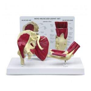 GPI Anatomicals Mini-Muscled Joint Set – Model #1900