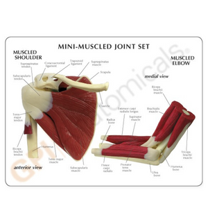 GPI Anatomicals Mini-Muscled Joint Set – Model #1900