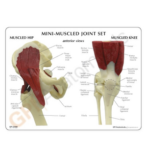 GPI Anatomicals Mini-Muscled Joint Set – Model #1900