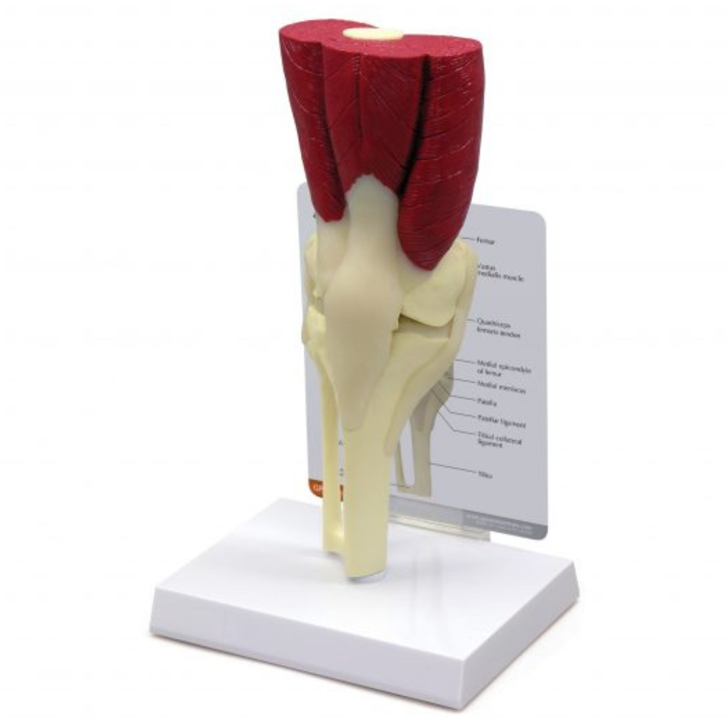 GPI Anatomicals Muscled Knee – Model #1060
