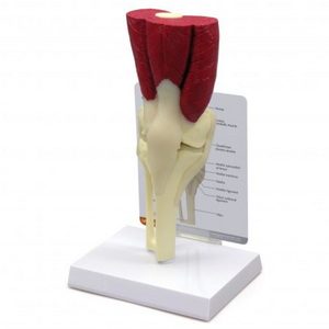 GPI Anatomicals Muscled Knee – Model #1060