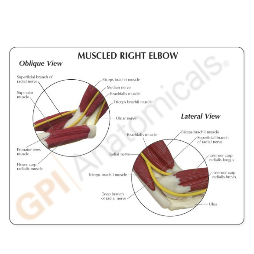 GPI Anatomicals Muscled Elbow – Model #1850
