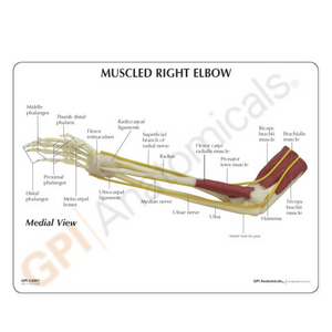 GPI Anatomicals Muscled Elbow – Model #1850