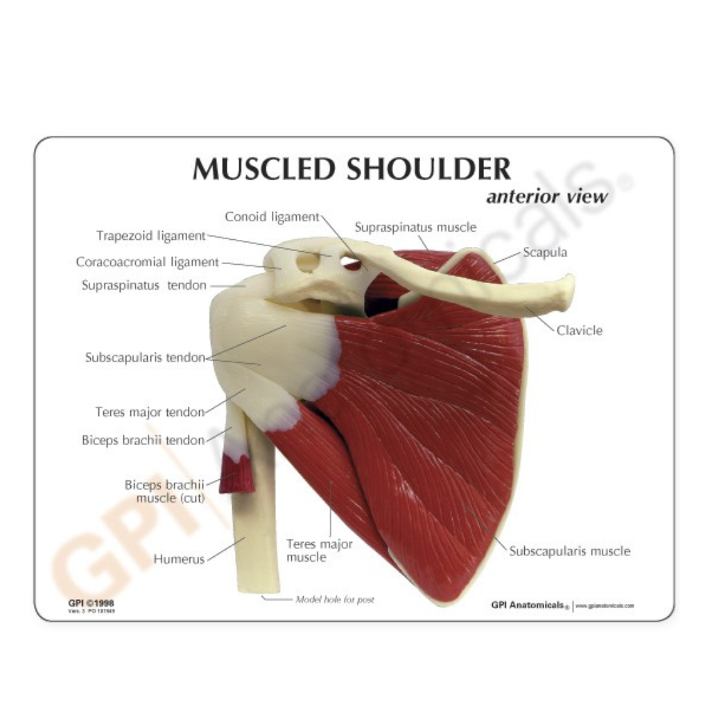 GPI Anatomicals Muscled Shoulder – Model #1810