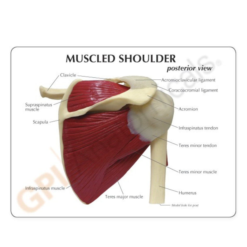 GPI Anatomicals Muscled Shoulder – Model #1810: Posterior view