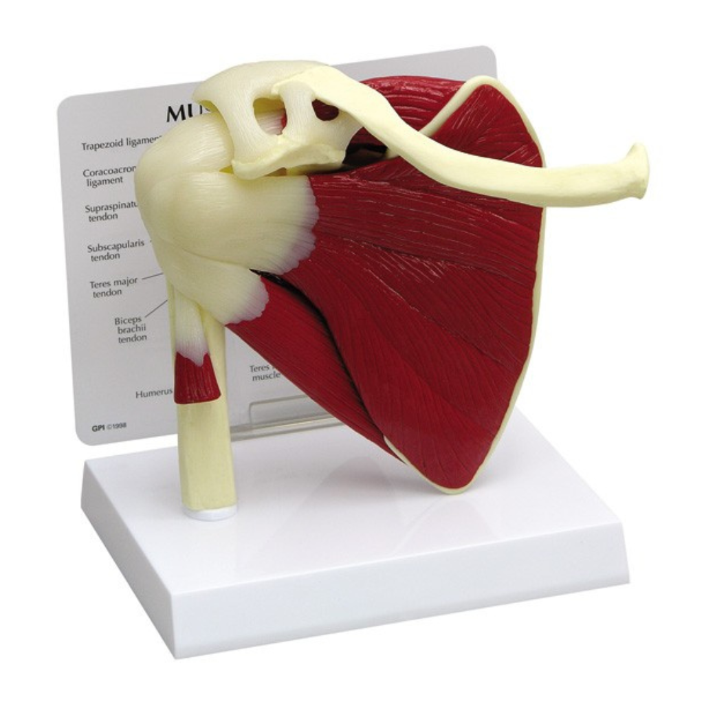 GPI Anatomicals Muscled Shoulder – Model #1810