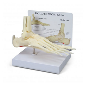 GPI Anatomicals Foot/Ankle – Plantar Fasciitis – Model #1980