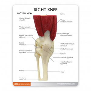 GPI Anatomicals Muscled Knee – Model #1060