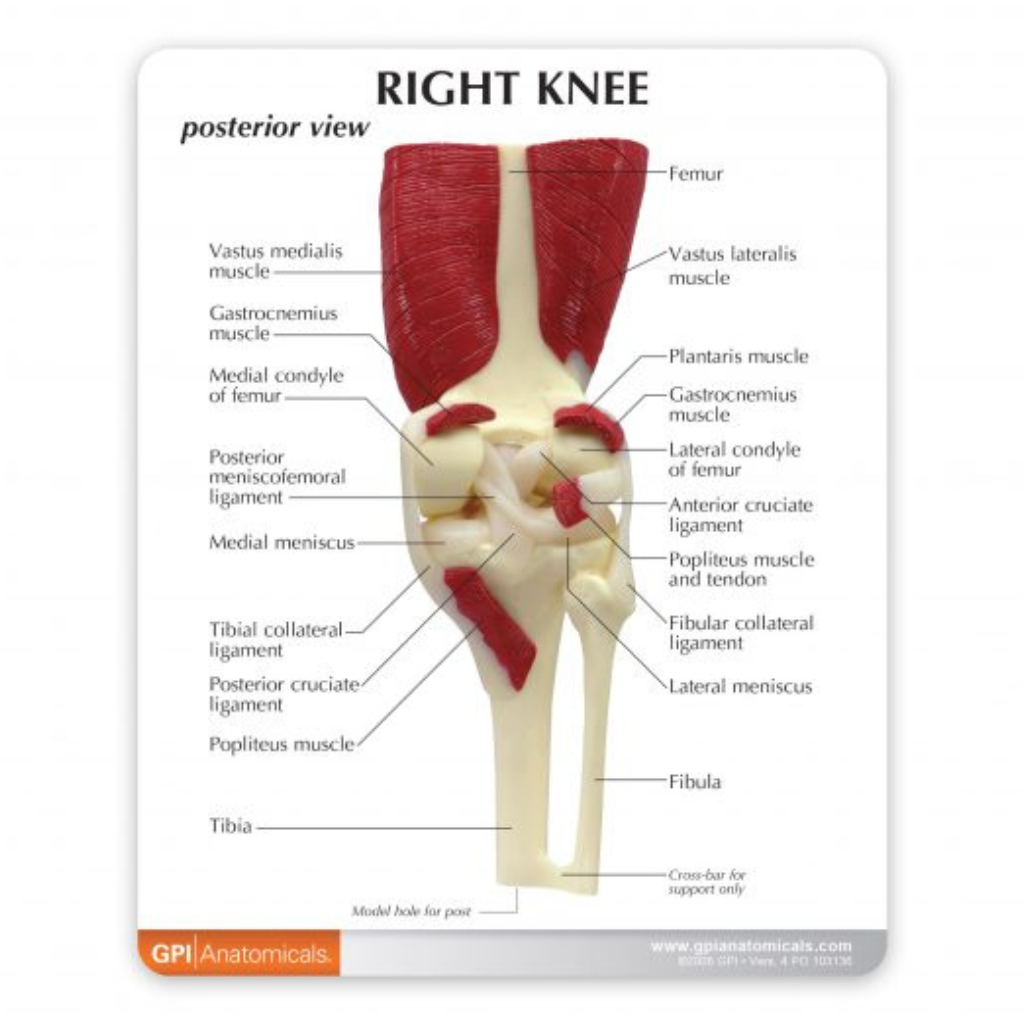 GPI Anatomicals Muscled Knee – Model #1060