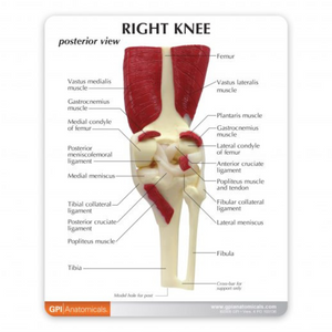 GPI Anatomicals Muscled Knee – Model #1060