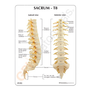 GPI Anatomicals Sacrum T8 Spine – Model #1510