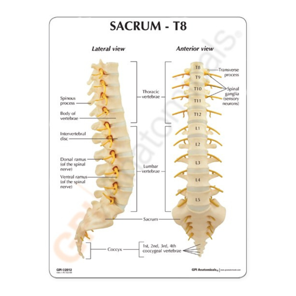 T8 Location GPI Anatomicals Sacrum T8 Spine – Model #1510 - Medical Spa Supply