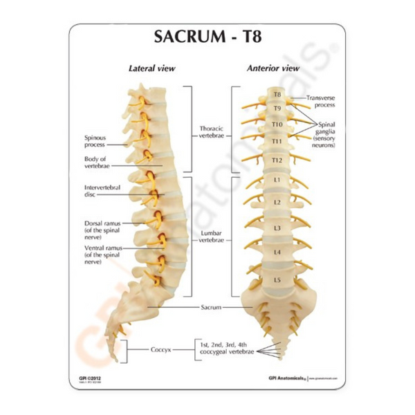 GPI Anatomicals Sacrum T8 Spine – Model #1510 - Medical Spa Supply