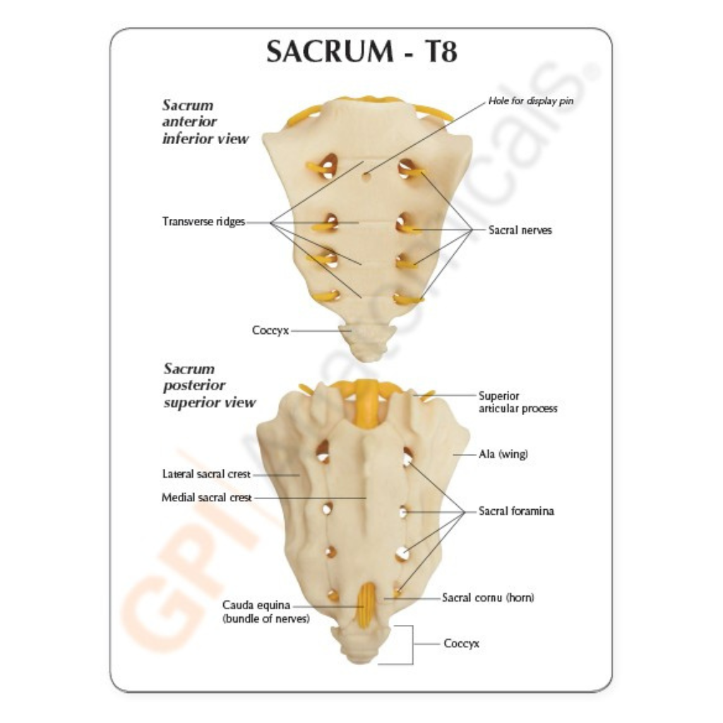 GPI Anatomicals Sacrum T8 Spine – Model #1510