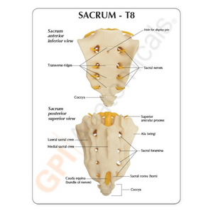 GPI Anatomicals Sacrum T8 Spine – Model #1510