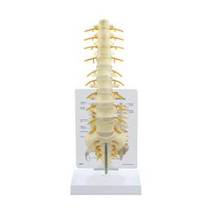 GPI Anatomicals Sacrum T8 Spine – Model #1510