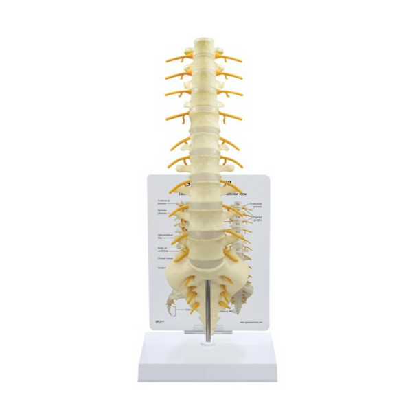 GPI Anatomicals Sacrum T8 Spine – Model #1510 - Medical Spa Supply
